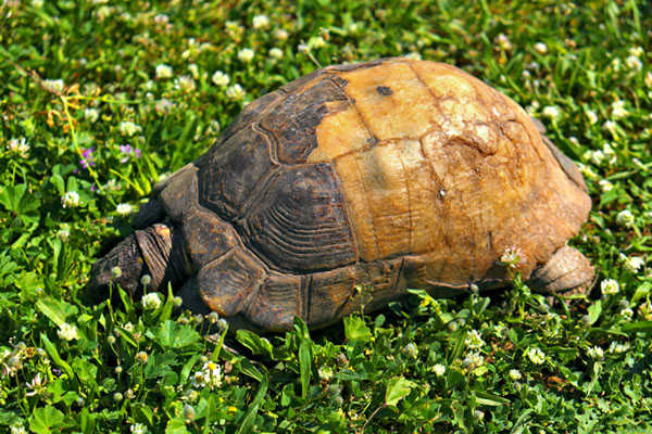 Egzotyczne zwierzę domowe - żółw