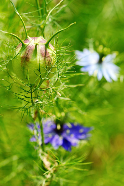 Czarnuszka - koszyczek nasion i kwiaty